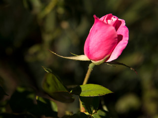 Single pink rose