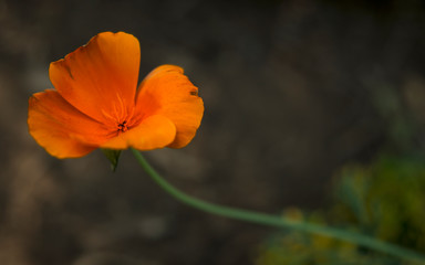 Isolated orange flower