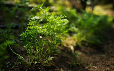 Carrot seedlings