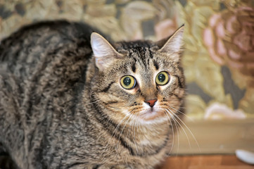 cat with a scared tense look
