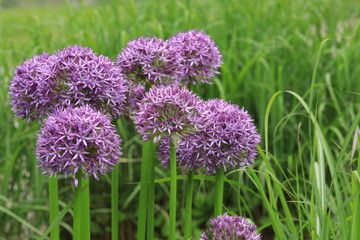 Gruppe lila blühender Zierlauch in einer Wiese