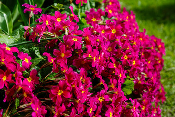 Purple flowers of primula in spring garden. Primula is a genus of mainly herbaceous flowering plants in the family Primulaceae. 