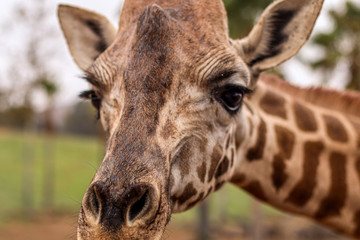 portrait of a giraffe