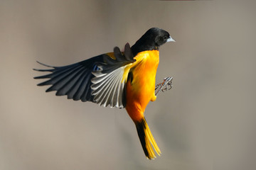 Baltimore Orioles, male and female
