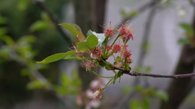 Beginning growth cherries on cherry tree - (4K)