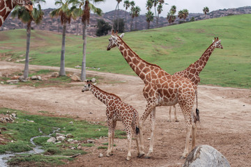 giraffe eating grass