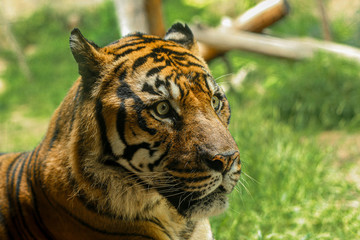 portrait of a tiger