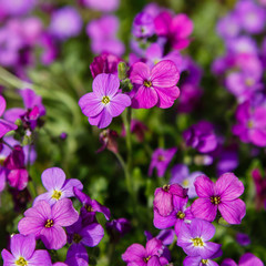 Aubretia or Aubrieta low spreading hardy evergreen perennial flowering plants with multiple dense small violet flowers with yellow center planted in local garden looking as texture or wallpaper