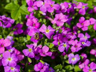 Aubretia or Aubrieta low spreading hardy evergreen perennial flowering plants with multiple dense small violet flowers with yellow center planted in local garden looking as texture or wallpaper