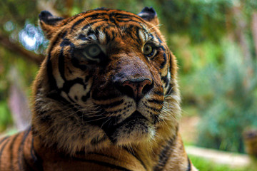 tiger in zoo