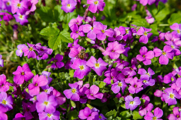 Fototapeta na wymiar Blossom of aubrieta in spring time. Aubrieta (often misspelled as Aubretia) is a genus of about 20 species of flowering plants in the cabbage family Brassicaceae. 
