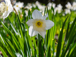 Narcissus flowers are more commonly known as daffodils or jonquils in spirng time. Narcissus is a genus of predominantly spring flowering perennial plants of the amaryllis family.