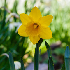 Narcissus flower also known as daffodil, daffadowndilly, narcissus, and jonquil in springtime. Bulbous plants in the garden.