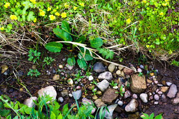dried stream bed with stones