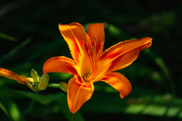 Fototapeta premium Hemerocallis fulva, Orange daylily close-up. Bright garden flower. Summer flowerbed with flowers. Orange daylily in selective focus. Macro photography of flowers in the garden.