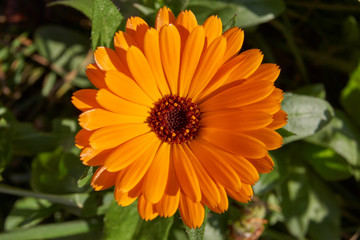 Calendula, or Marigold (lat. Calendula) - a genus of herbaceous plants of the Astra family (Asteraceae). The last flowers of calendula before the onset of cold.