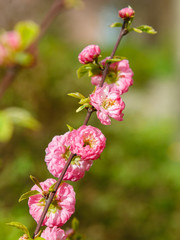 Prunus triloba blooms with sweet pink double flowers surrounded by tiny light green leaves. Blossoming almond branch on spring time.