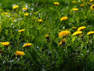 Yellow flowers of dandelions in green backgrounds. Spring and summer background.