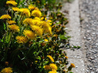Yellow flowers of dandelions (Taraxacum Officinale) near the road in spring time