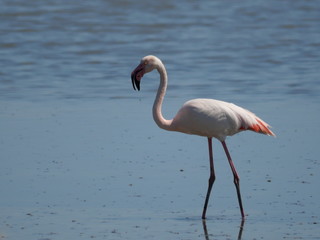Pink Flamingo moving and reflecting in the water of the lagoon