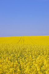 Fototapeta premium Blooming yellow rapeseed field with blue cloudless sky. Beautiful nature background.