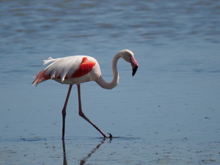 Pink Flamingo moving and reflecting in the water of the lagoon