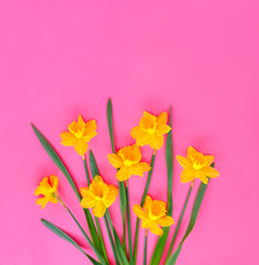 Set of beautiful yellow daffodils lie on pink background.