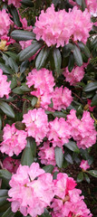 piękne różowe azalie  © JBM