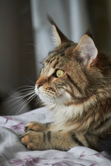 Close-up portrait of tabby Maine Coon kitten, selective focus