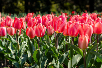 Beautiful spring flowers. Beautiful pink tulips in a flower bed. Spring flower background. April flowers in the sunlight. Soft focus