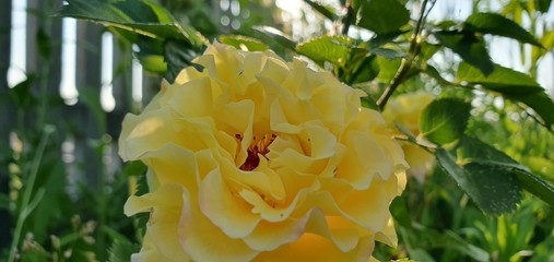 Yellow rose 4k picture of  yellow rose.