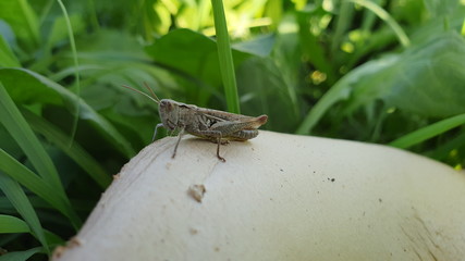 Grasshopper on the grass 4k grasshopper picture. Grasshopper sitting on a mushroom.