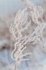 Frozen weed in frosty forest
