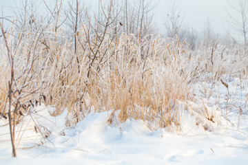Frosty winter landscape