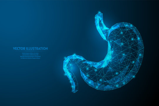 Human stomach close up. Organ anatomy. Digestive system. Ulcer, cancer, gastritis, dysbiosis. Innovative medicine and technology. 3d low poly wireframe vector illustration.
