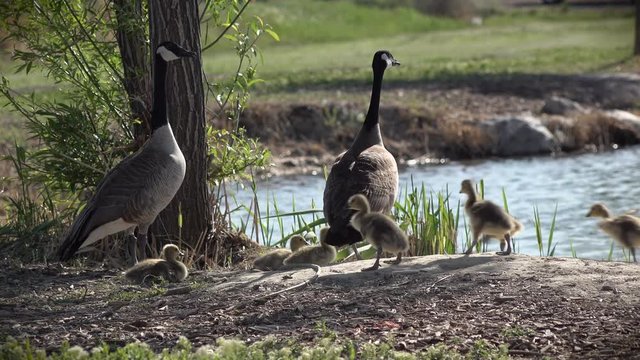 Geese with Babies at Waterside