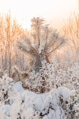 Frozen pine tree ine winter forest