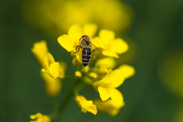 Honneybee collecting nectar on a flower.