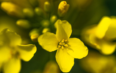 Rapeseed field, Blooming canola flowers close up