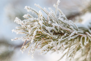 Frozen pine tree ine winter forest