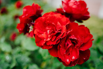 photo of a mallow red blooming flower