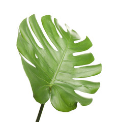 Fresh green tropical leaf isolated on white