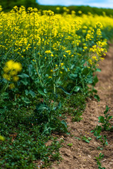 Rapeseed field, Blooming canola flowers close up