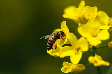 Honneybee collecting nectar on a flower.