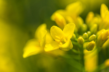 Rapeseed field, Blooming canola flowers close up