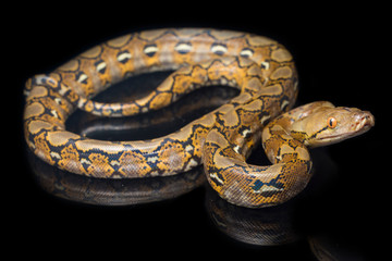 Reticulated Python (Python reticulatus) isolated on black background.

