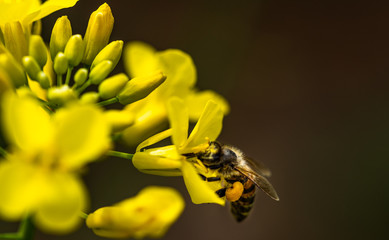 Honneybee collecting nectar on a flower.