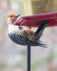 A red-bellied woodpecker clings precariously on the edge of a bird feeder.  Close up view.