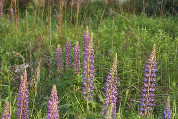 Lupine, or wolf bean (lat. Lupinus) - a genus of plants from the legume family (Fabaceae).