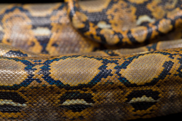 Reticulated Python (Python reticulatus) isolated on black background.
